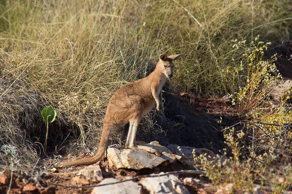 Common Wallaroo (Macropus robustus)